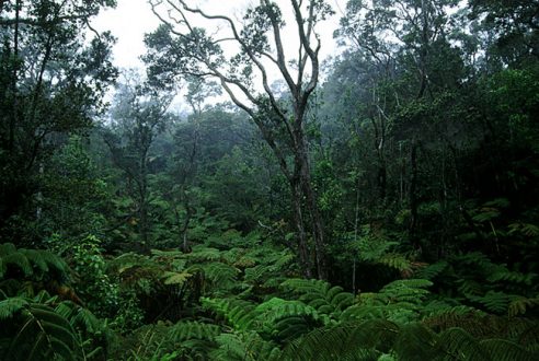 Rain forest. Hawai'i Volcanoes National Park.