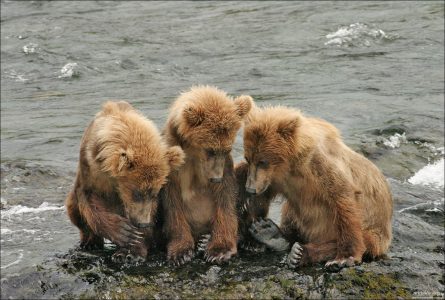 "Секрет для Троих". Пока мама в стороне ловит лосося, трое сорванцов, сидя на вершине водопада, задумали пакость. Самый главный зачинщик у них левый, нашептывает братьям детали предстоящей операции, а они с упоением слушают.