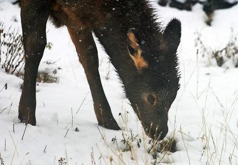 Олененок выкапывает сухие травинки из-под снега.