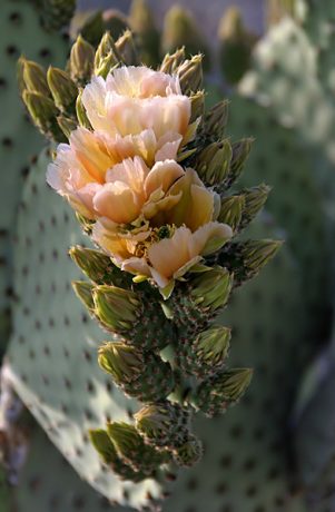 Бутоны грушевидного кактуса.