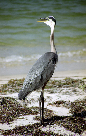 Большая голубая цапля (great blue heron) в ожидании добычи.