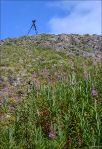 Штатив на горе Dumpling Mountain, в окружении иван-чая.