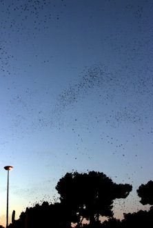 Многомиллионное нашествие птиц на Рим.