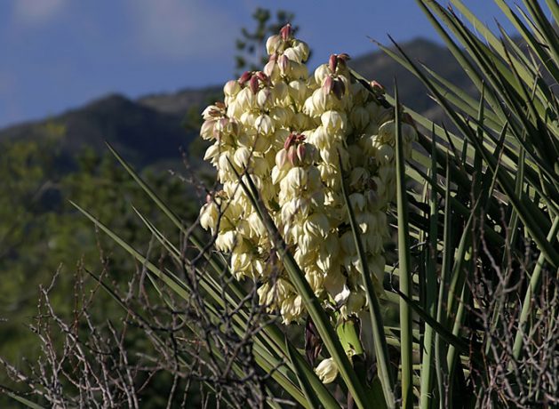 Цветущая юкка около кемпинга.