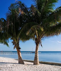 Парные кокосовые пальмы.