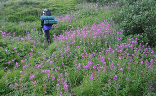 Цветы в тундре.