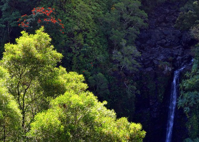 Водопад с почти непроизносимым названием Пуохокамоа и тюльпанное дерево.