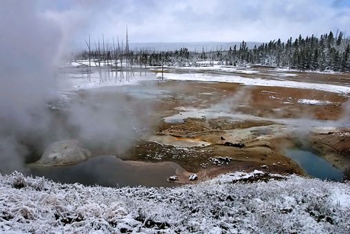 Сухие деревья над дымящейся почвой бассейна Норриса (Norris geyser basin).