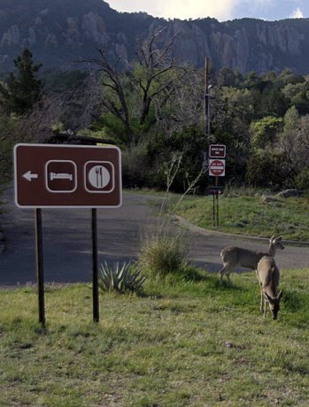 Обедающие на лужайке олени.