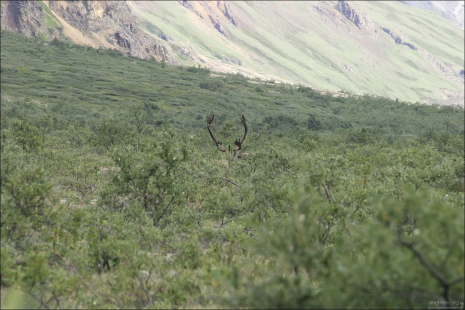 Карибу спрятался.