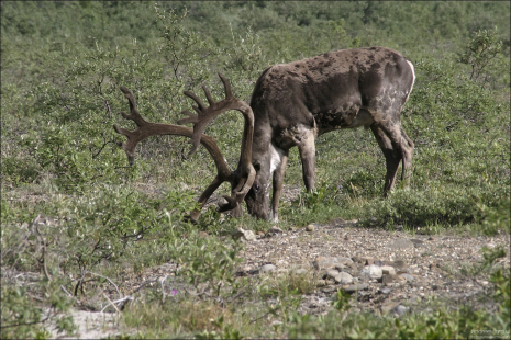 Карибу, обороняющий свою территорию.