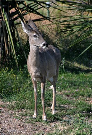 Олененок-попрошайка (Mule deer).