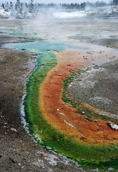 Зеленые и красные водоросли, поселившиеся в одном роднике. Фарфоровый бассейн.