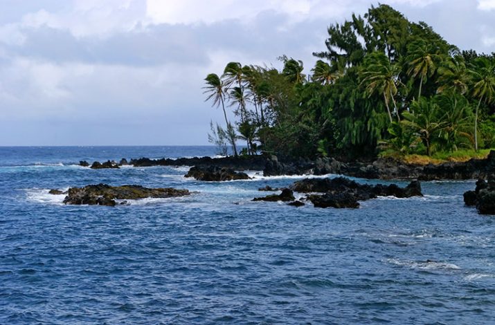 Пальмы на кончике полуострова Ke'anae.