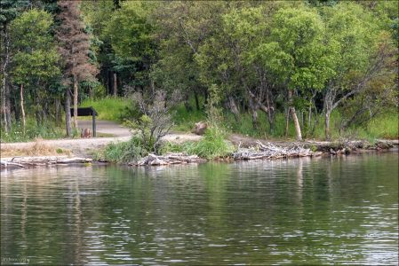 Мишка, дрыхнущий на тропе к водопаду.