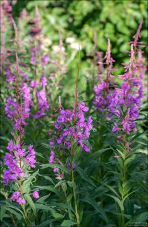 Заросли иван-чая вдоль тропы к ледовому полю Harding Ice field.