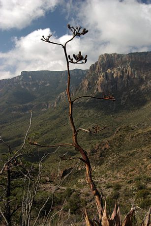 Сухая агава в Можжевеловом каньоне. Тропа Lost mine trail.