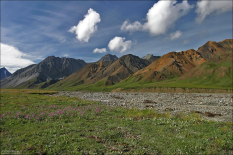 Пересохший приток Toklat river и иван-чай на лужайке.