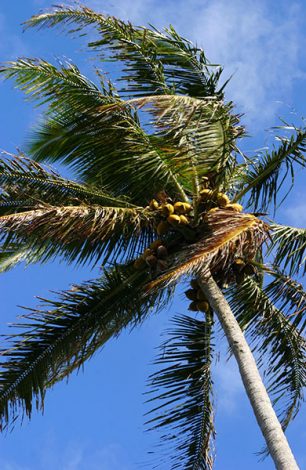 Кокосовая пальма на обочине.