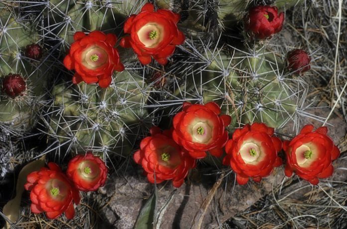 Высокогорный кактус "Пурпурная чашка" (Claret Cup Cactus).