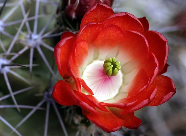 Великолепный бутон горного кактуса "Пурпурная чашка".