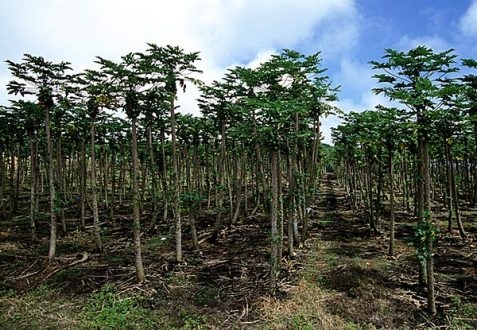 Плантация папай. Puna highway.