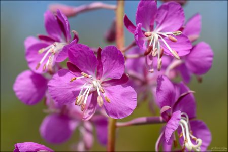 Розовые цветы растения Иван-чай (Fireweed).