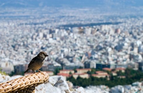 Воробей прилетел знакомиться в кафе на вершине холма Ликавиттос.