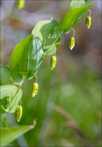 Куст с арбузными ягодами (Watermelon berry).