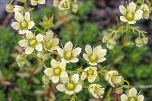 Mossy saxifrage (Saxifraga muscoides) - Камнеломка моховидная на склонах гор Kenai Mountains.