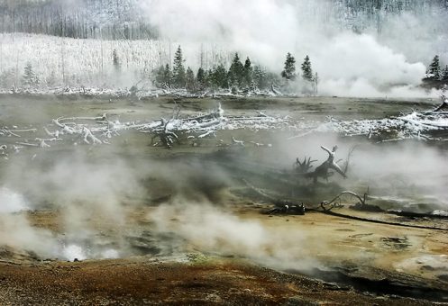 Деревья-привидения в дыму от гейзеров. Norris geyser basin.