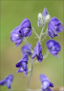 Синие "башмачки" (Monkshood flower).