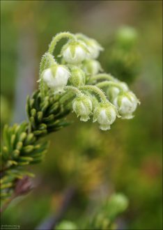 Phyllodoce aleutica (Aleutian mountainheath) – Алеутский горный вереск.