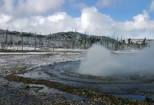 Сварливый гейзер (Vixen geyser). Norris geyser basin.