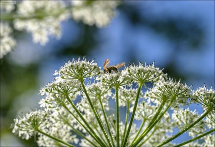 Белые "зонтики" (Angelica lucida - Wild Celery) и пчела в середине.