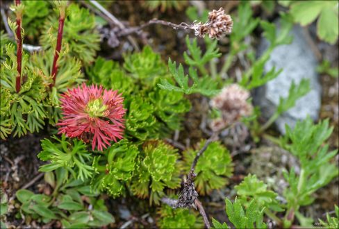 Partridgefoot (Luetkea pectinata) – Литкеа.