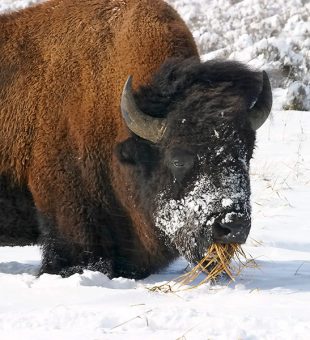 Бизон, выкопавший траву из-под снега.