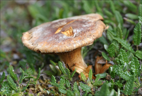 Млечник – род пластинчатых грибов семейства Сыроежковые.