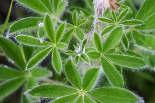 Листья люпина с капелькой росы. Отдаленно напимают коноплю :) Тропа Harding Ice field trail.
