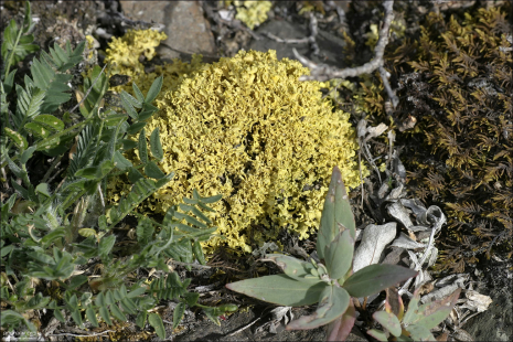 Морщинистый снежный лишайник (Crinkled snow lichen).