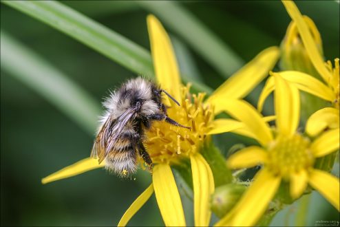 Шмель на цветке Wood ragwort (Senecio ovatus) – лесного крестовника.