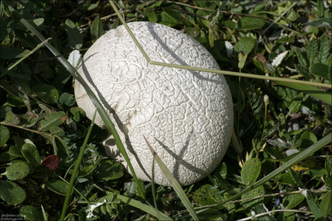 Белоснежный гриб-дождевик.