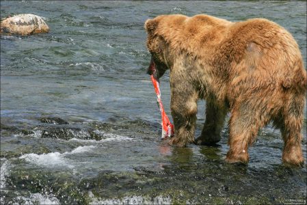 Мишка с пойманным лососем.