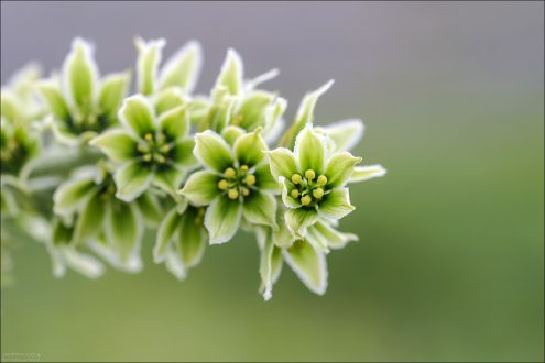 Цветы чемерицы.