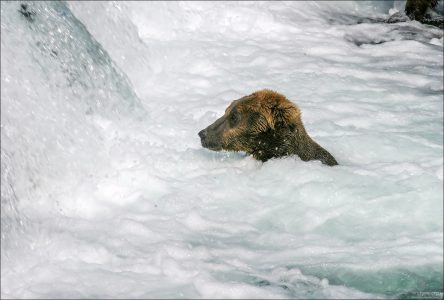 Медведица принимает ванну.