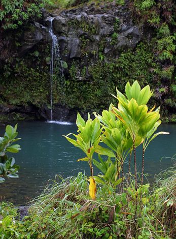 Маленький водопад в парке Pua'a Ka'a.