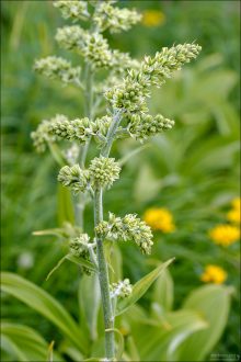 Чемерица или кукурузная лилия (False hellebore/Corn lily).