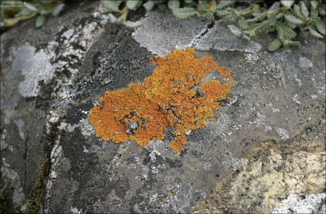 Ксантория (Xanthoria Lichen) – род лишайников семейства Телосхистовые.