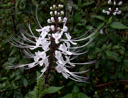 Лилия "кошачьи усы".