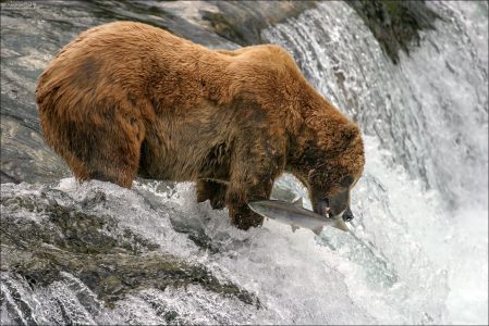 Почти поймал!